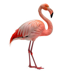 Fototapeta premium pink flamingo standing isolated on white background