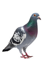 pigeon isolated on white background, standing profile.
