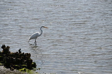 Great White Egret in Shallow Water with mussels and algae fishing