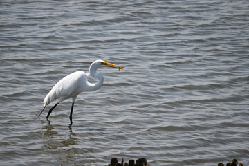 Great White Egret in Shallow Water with mussels and algae fishing