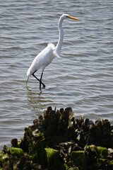 Great White Egret in Shallow Water with mussels and algae fishing