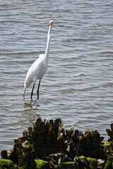 Great White Egret in Shallow Water with mussels and algae fishing