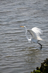 Great White Egret in Flight Preparation flying