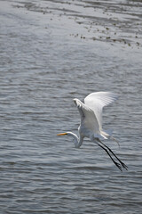 Great Egret in Flight Over Water