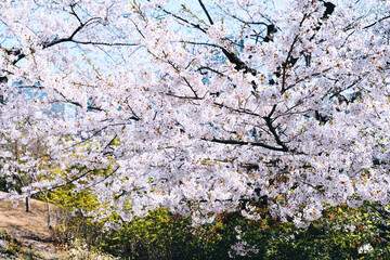 japan sakura