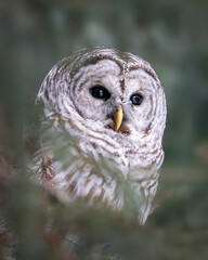 Juvenile Barred Owl Roosting in a Pine Tree