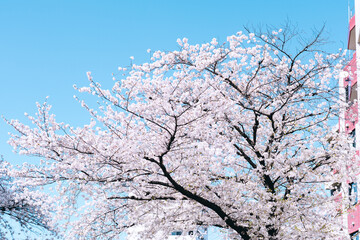 japan sakura