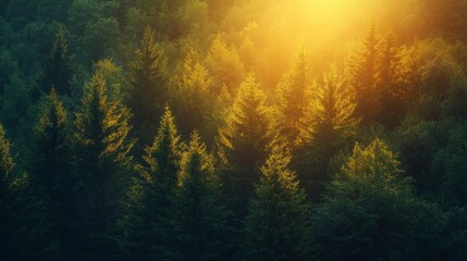 Naklejka premium Golden Hour in the Evergreen Forest: A Serene Sunrise