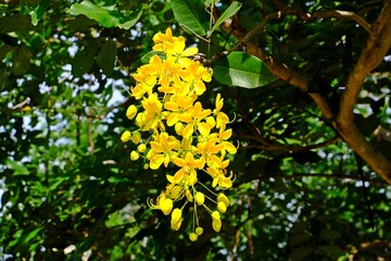 Beautiful blooming Golden shower (Indian laburnum, Pudding-pine tree, Cassia fistula L.) in the garden. Thai national flower.