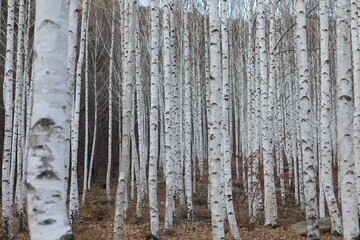 가을의 영양 자작나무숲