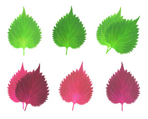 シソの葉 イラストセット