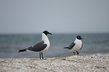 Two Laughing Gull Seagulls on a Sandy Beach in Overcast Weather