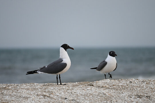 Two Laughing Gull Seagulls on a Sandy Beach in Overcast Weather