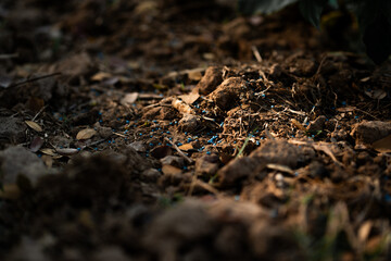 Exploring nature's hidden wonders soil ecosystem forest floor macro natural environment close-up biodiversity