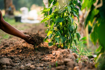 Gardening action planting young pepper plants community garden outdoor close-up sustainable agriculture