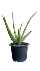 Alovera barbadensis growing in a black pot.. Aloe vera plant in a back pot
