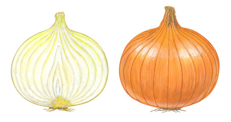 タマネギのイラスト - 断面