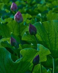 緑の絨毯に包まれた希望 - 開花を待つ蓮のつぼみ