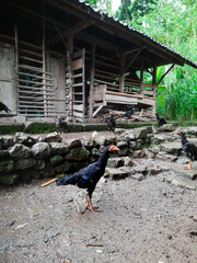 A calm chicken captured up close while lounging outside its coop. A glimpse into the simple, serene life of farm animals
