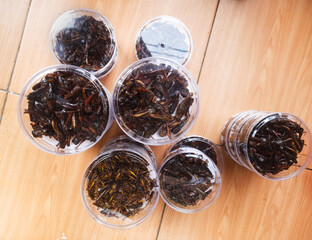 Crispy fried grasshoppers neatly packed in a jar, ready to be sold in the market. A unique, protein-rich snack rooted in local tradition