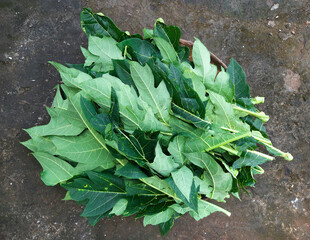 Freshly harvested papaya leaves prepared for cooking. A traditional ingredient known for its slightly bitter taste and rich nutritional value