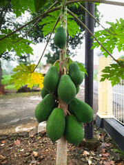 A lush papaya tree heavily laden with a generous amount of fruit