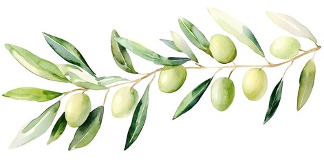 Naklejka premium A simple clip art illustration of an olive branch with green olives, white background, soft watercolor, pastel color palette, spring vibes,
