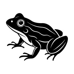 Frog on white background