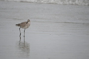 Willet Plover Shorebird Foraging in Shallow Water on the beach with waves bird eating sand flea