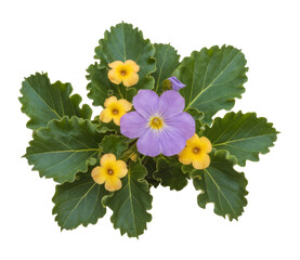 pansy and calceolaria flowers isolated on white background