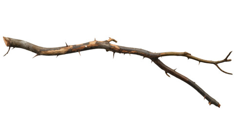 bare tree branch with thorns, isolated on white background © Keshawn