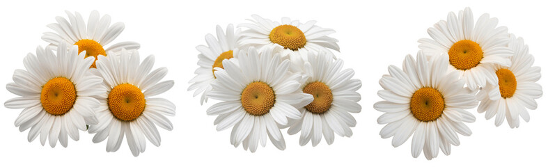 daisy flowers isolated on white background