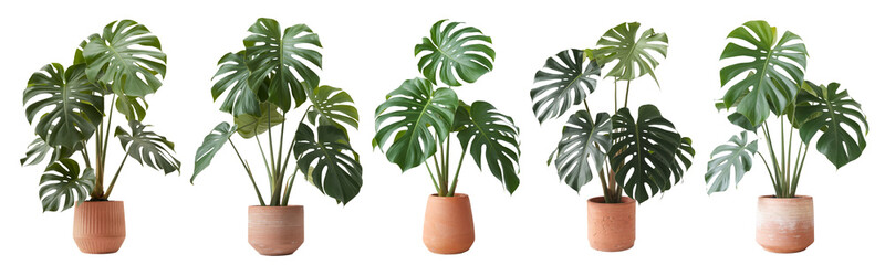 monstera plants collection, isolated on white background