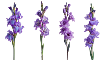 purple iris and gladiolus flowers isolated on white background