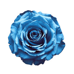 blue rose blossom isolated on white background