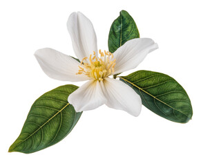 Fototapeta premium magnolia flower on white background, delicate white blossom
