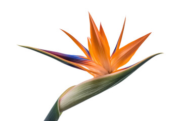bird of paradise flower isolated on white background