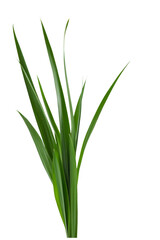 Fototapeta premium green grass blades isolated on white background