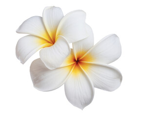 plumeria flowers isolated on white background