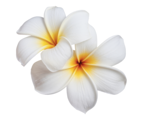 plumeria flowers isolated on white background