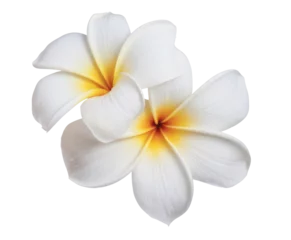 Gardinen plumeria flowers isolated on white background © Keshawn