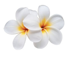 two white plumeria flowers isolated on white background