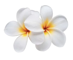  two white plumeria flowers isolated on white background © Keshawn