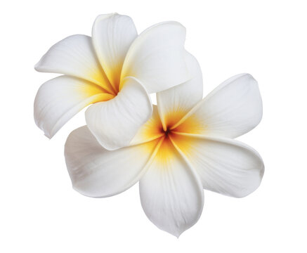 Fototapeta plumeria flowers isolated on white background