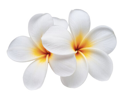two white plumeria flowers isolated on white background