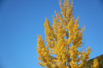 青空を背景にした紅葉したイチョウ