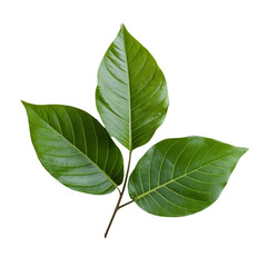 green leaves isolated on white background