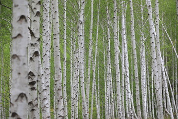 Obraz premium 영양 자작나무숲의 봄