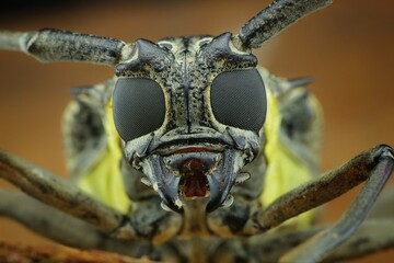Close-up shot of a longhorn beetle (likely from the Cerambycidae family), 10 april 2025 Indonesia