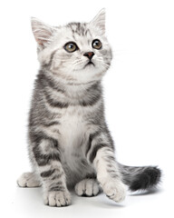 Obraz premium Charming tabby gray kitten, sitting isolated on white background. Striped British shorthair small baby cat sitting posing front view, looks to right of camera. Cute portrait animal Pet Studio shot